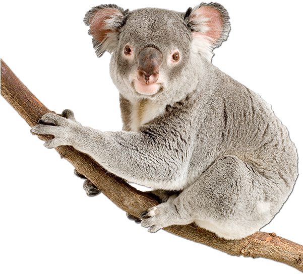 Koala Clingingto Branch PNG Image