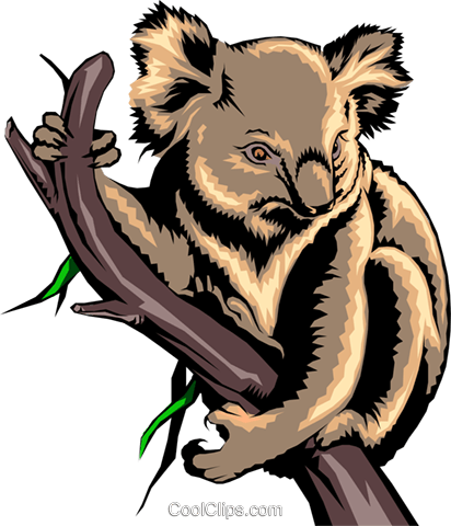 Koala Clingingto Tree Branch PNG Image