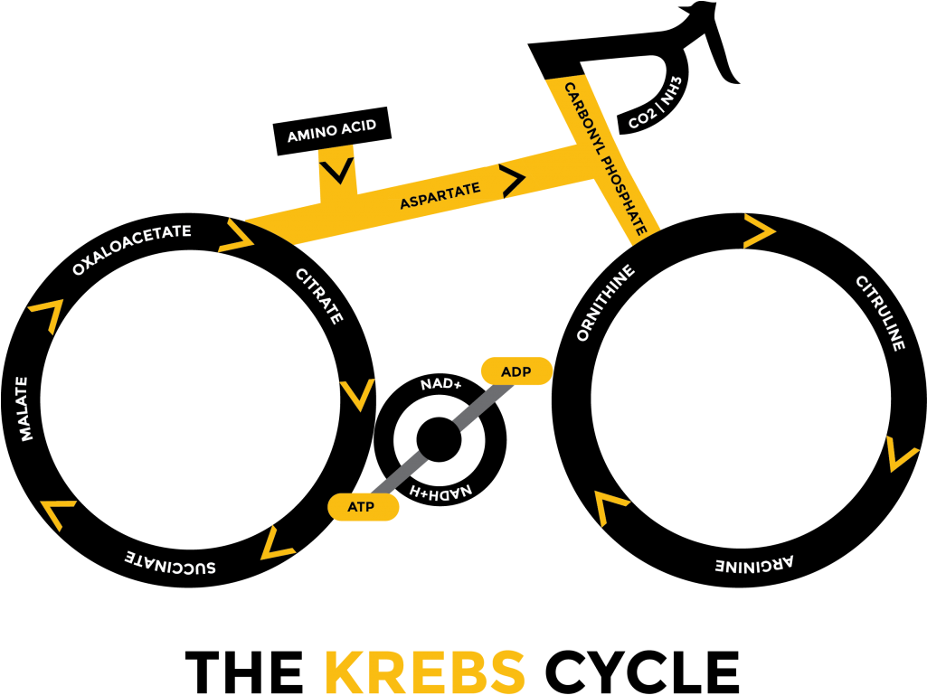 Krebs Cycle Bicycle Diagram PNG Image