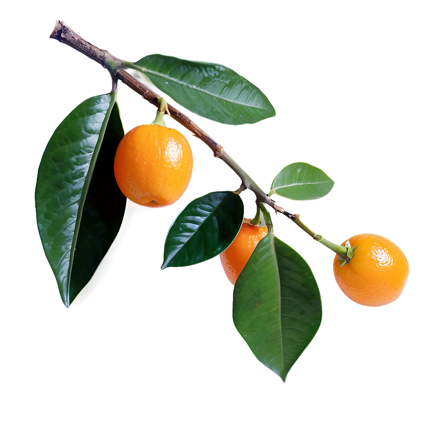 Kumquat With Leaves Png Txu65 PNG Image