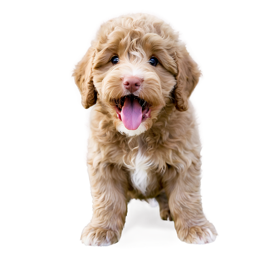 Labradoodle Puppy Yawn Png Vwh64 PNG Image