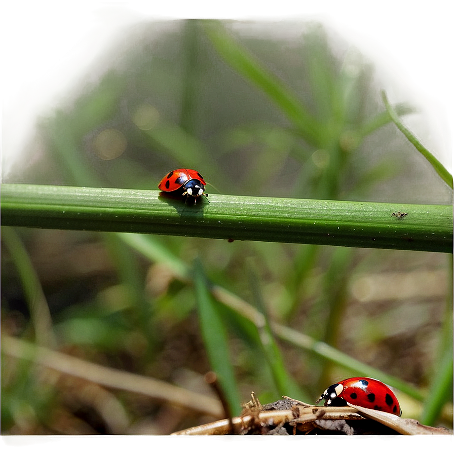 Ladybug In Natural Habitat Png 8 PNG Image