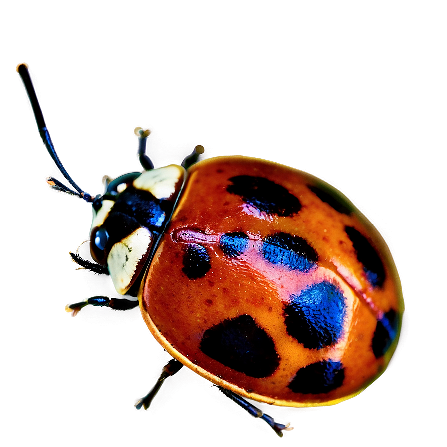 Ladybug Top View Png 05242024 PNG Image