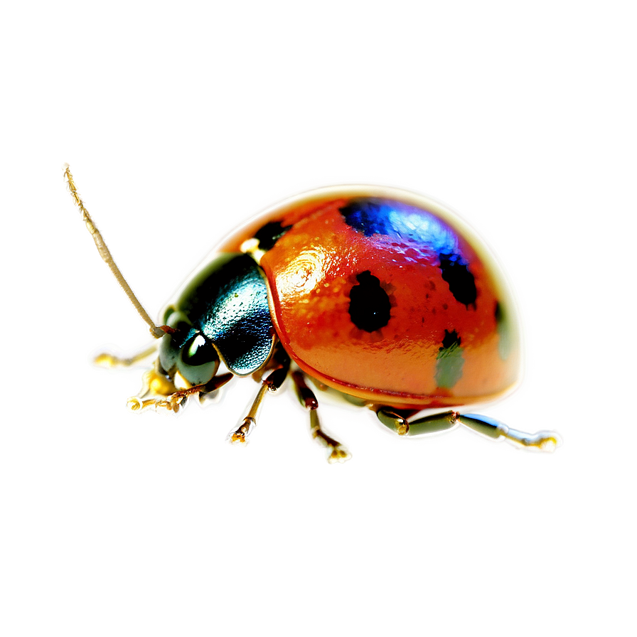 Ladybug Under Microscope Png Qyt37 PNG Image