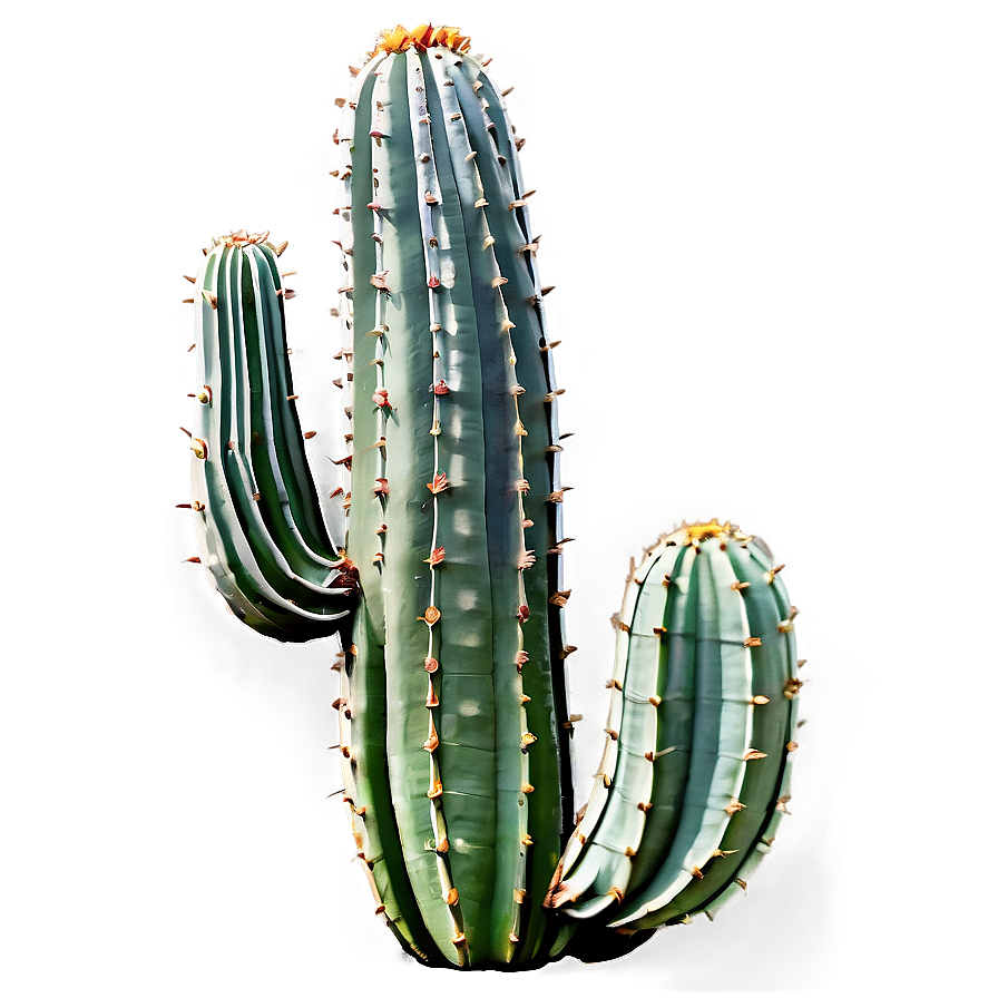 Large Cactus Png Xma PNG Image