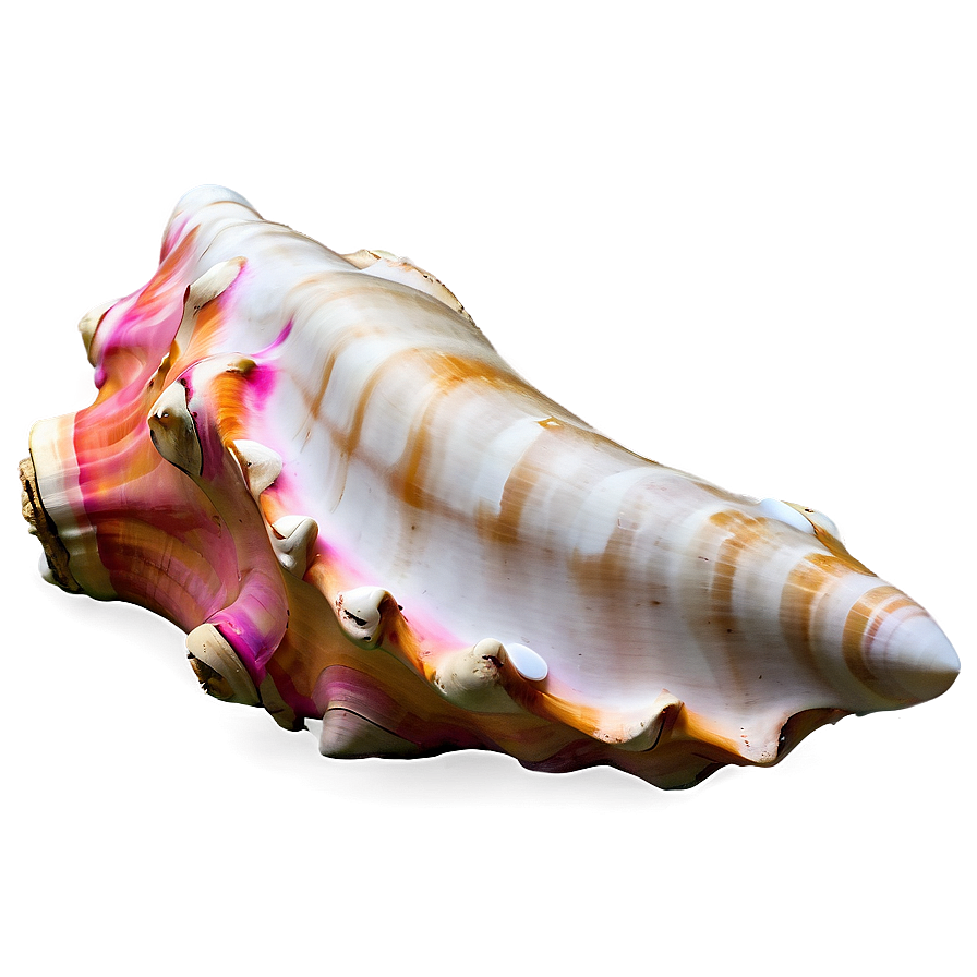 Large Conch Shell Artwork Png 94 PNG Image