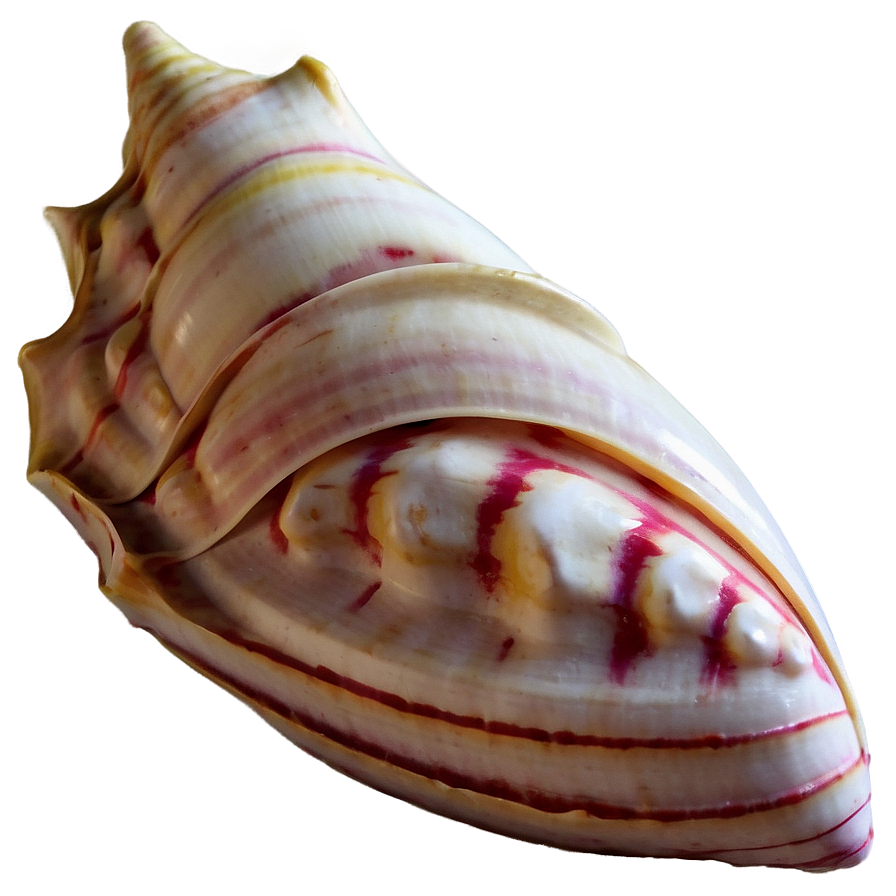 Large Conch Shell Artwork Png Bna97 PNG Image