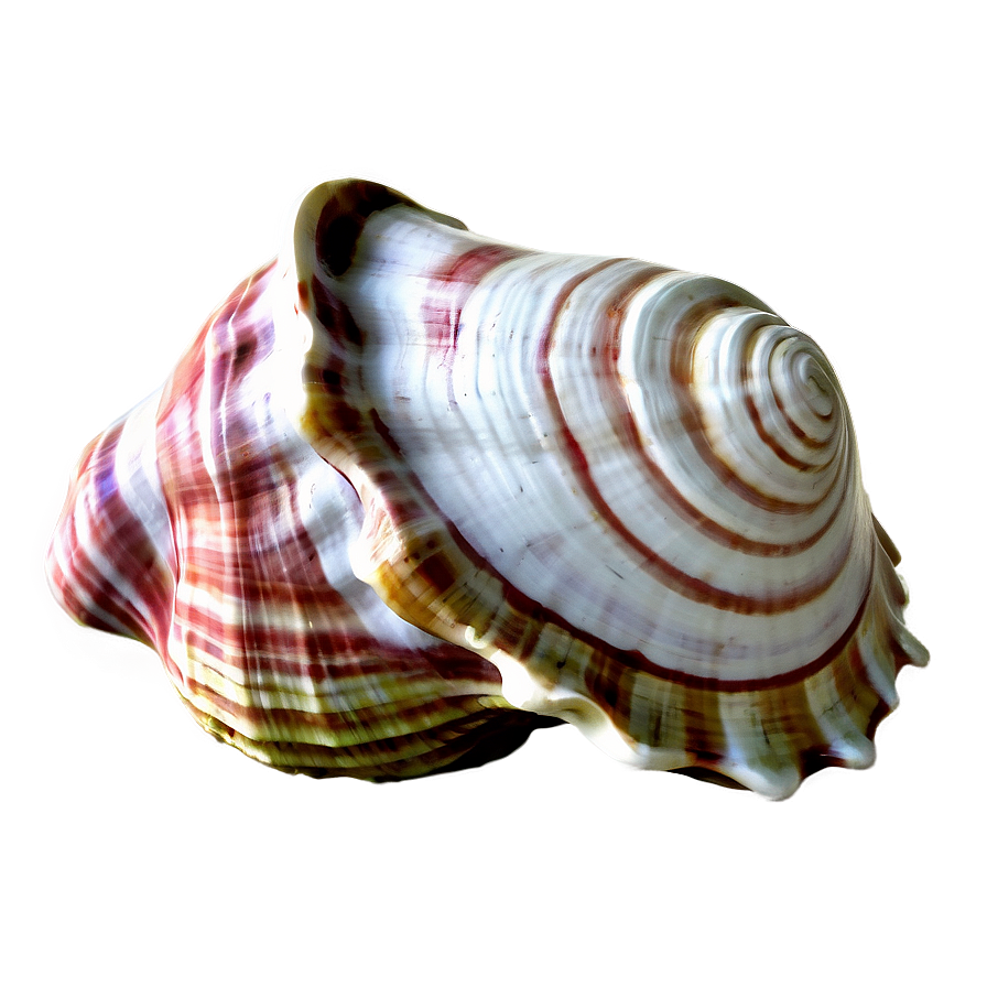 Large Conch Shell Artwork Png Kiv33 PNG Image