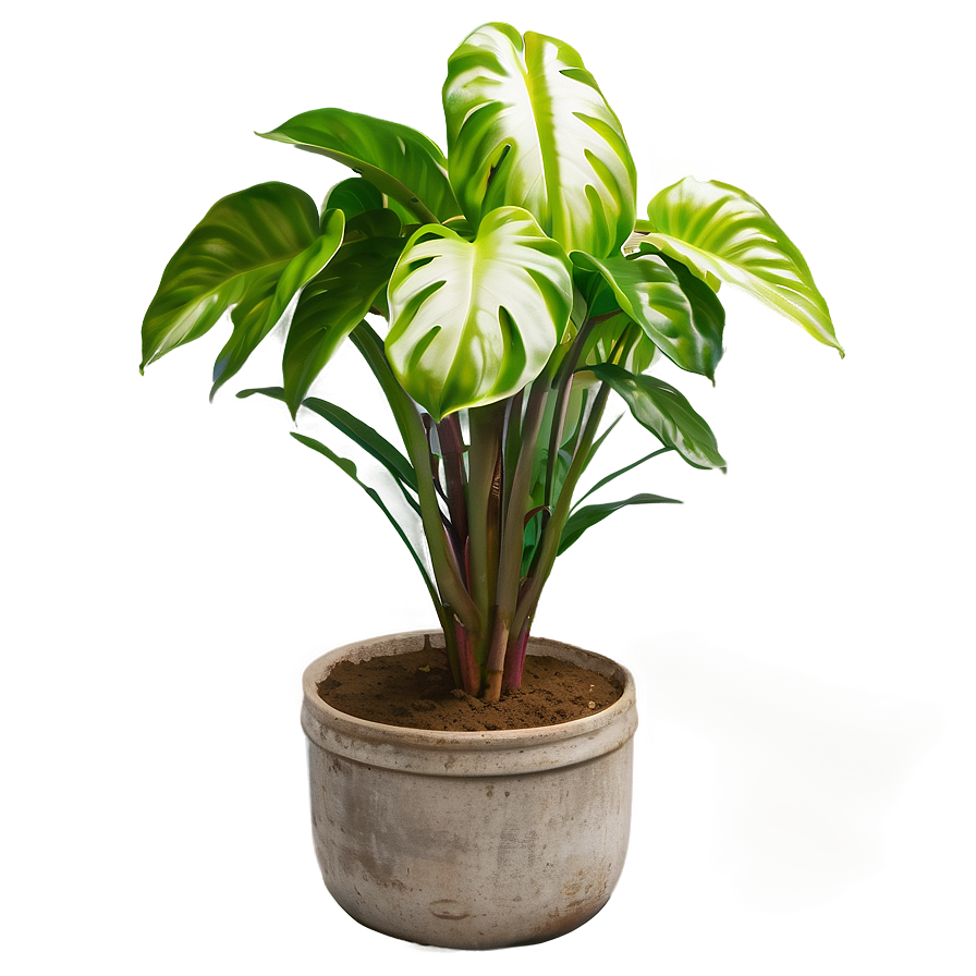 Large Floor Plant Png 16 PNG Image