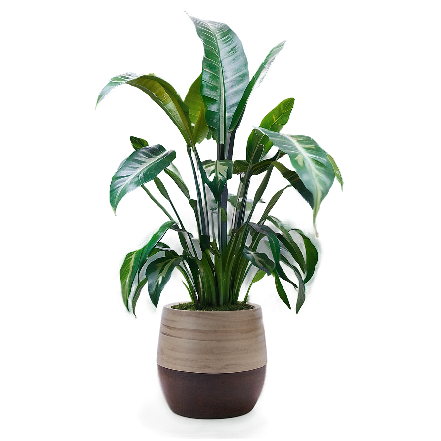 Large Floor Plant Png 26 PNG Image