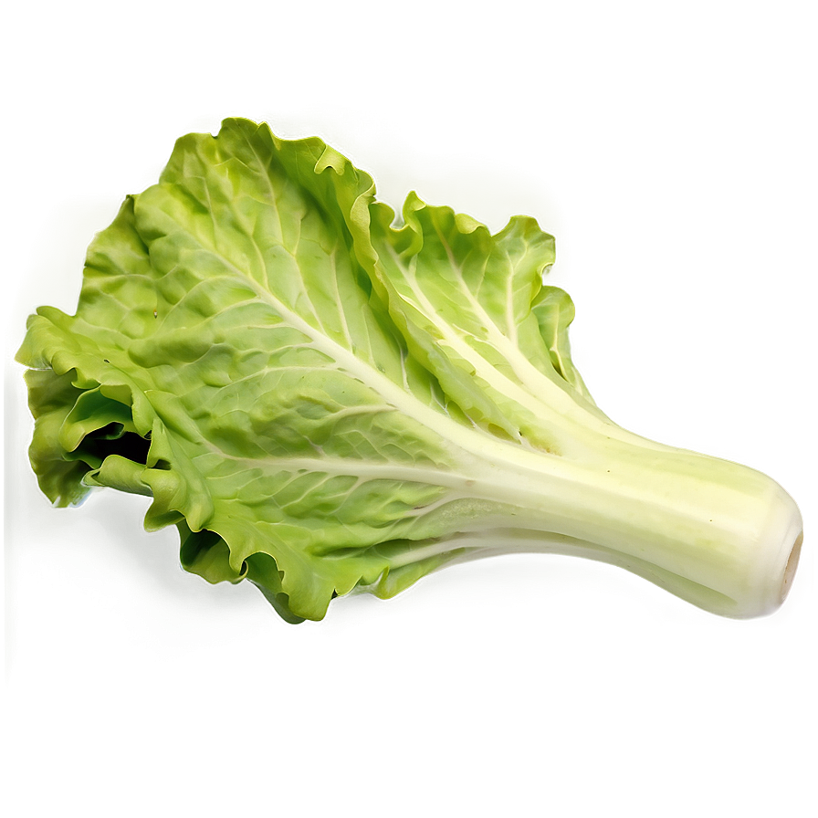 Large Lettuce Leaf Png 05242024 PNG Image