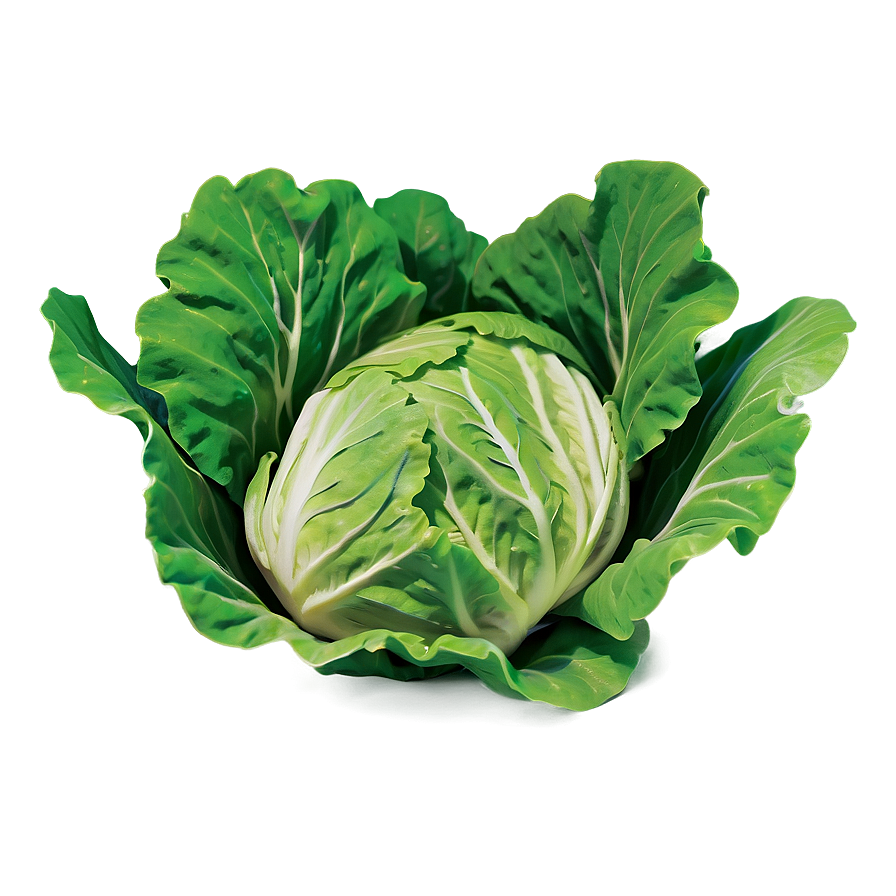 Large Lettuce Leaf Png Dts PNG Image