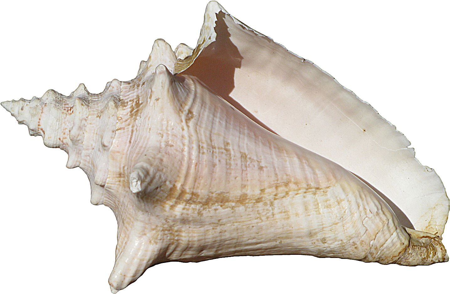 Large Queen Conch Shell PNG Image