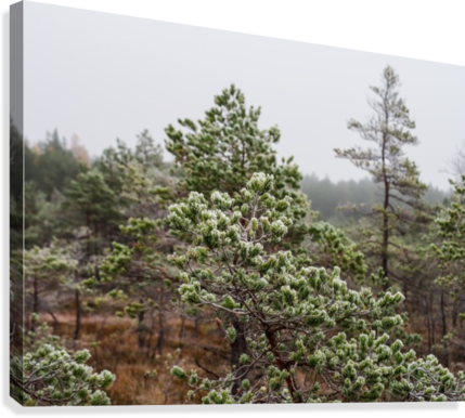 Latvian Pine Forest Winter PNG Image