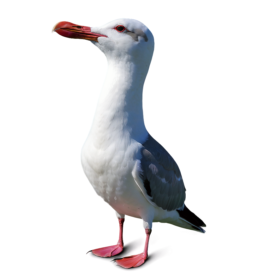 Laughing Seagull Png 60 PNG Image