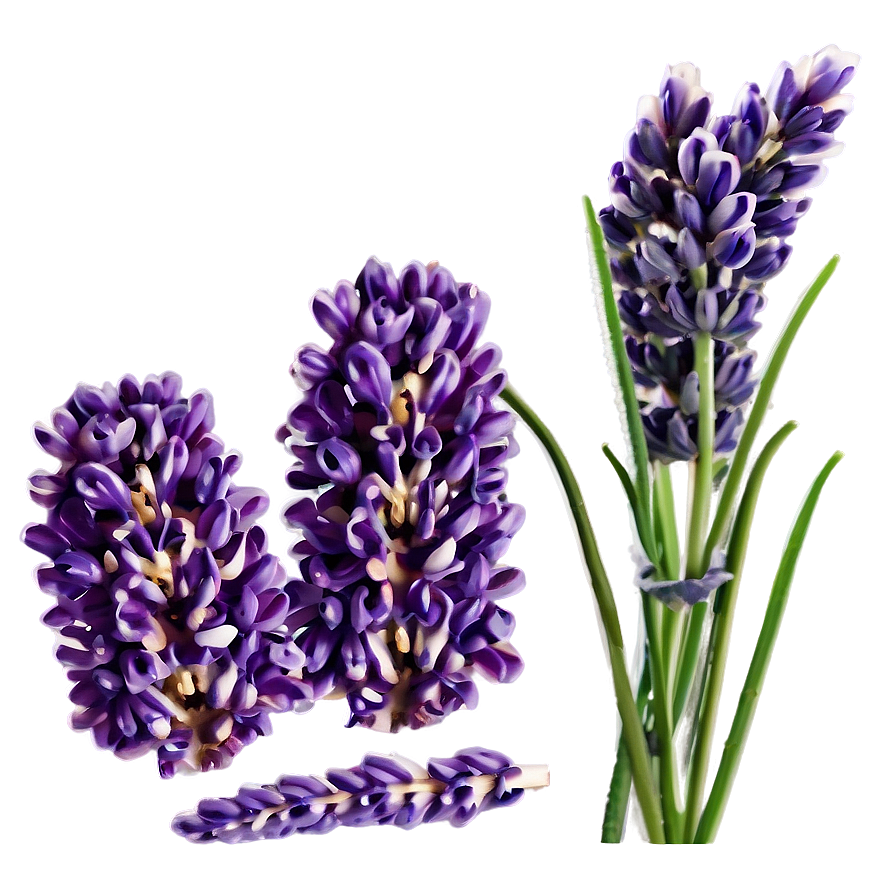 Lavender Aromatherapy Flowers Png 57 PNG Image