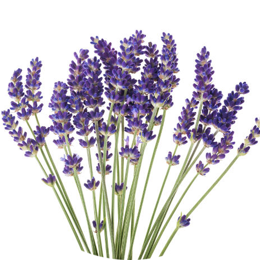 Lavender Blooms Bunch.png PNG Image