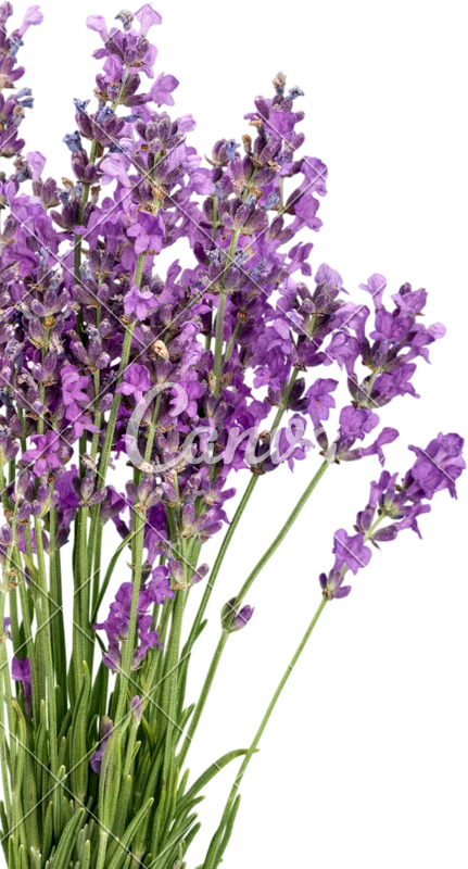 Lavender Bouquet Isolated Background PNG Image