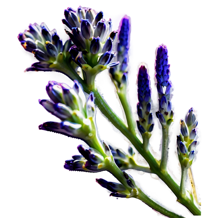 Lavender Buds Close-up Png Cmk PNG Image