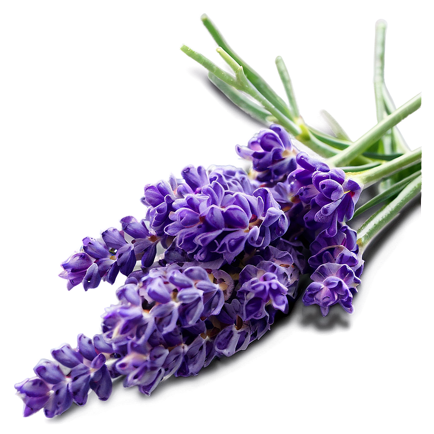 Lavender Culinary Herb Png Joy PNG Image