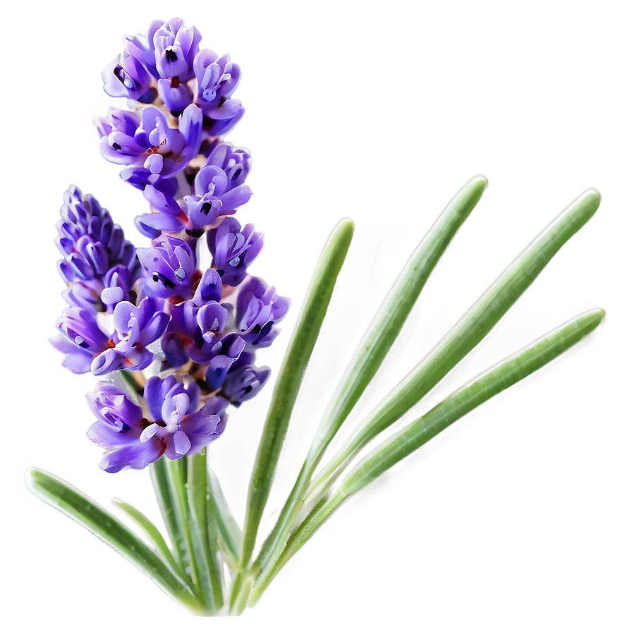 Lavender Essence Flower Png Hbq77 PNG Image