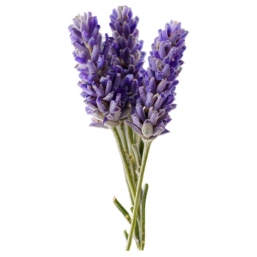 Lavender Farm Fresh Png 29 PNG Image