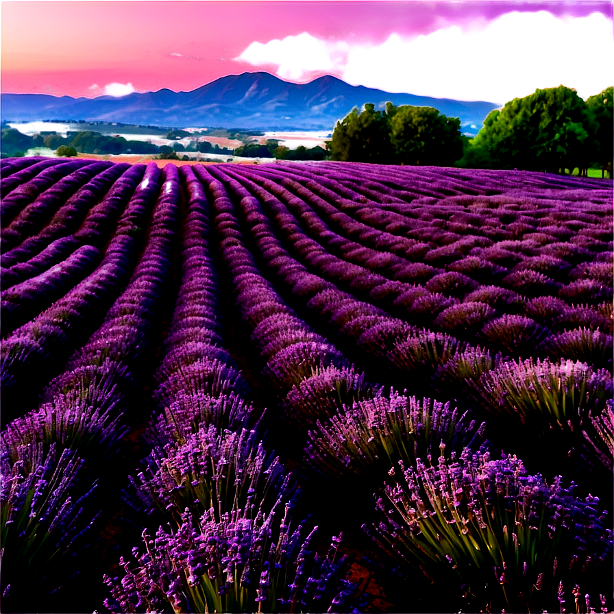 Lavender Field At Sunrise Photo Png Apv49 PNG Image