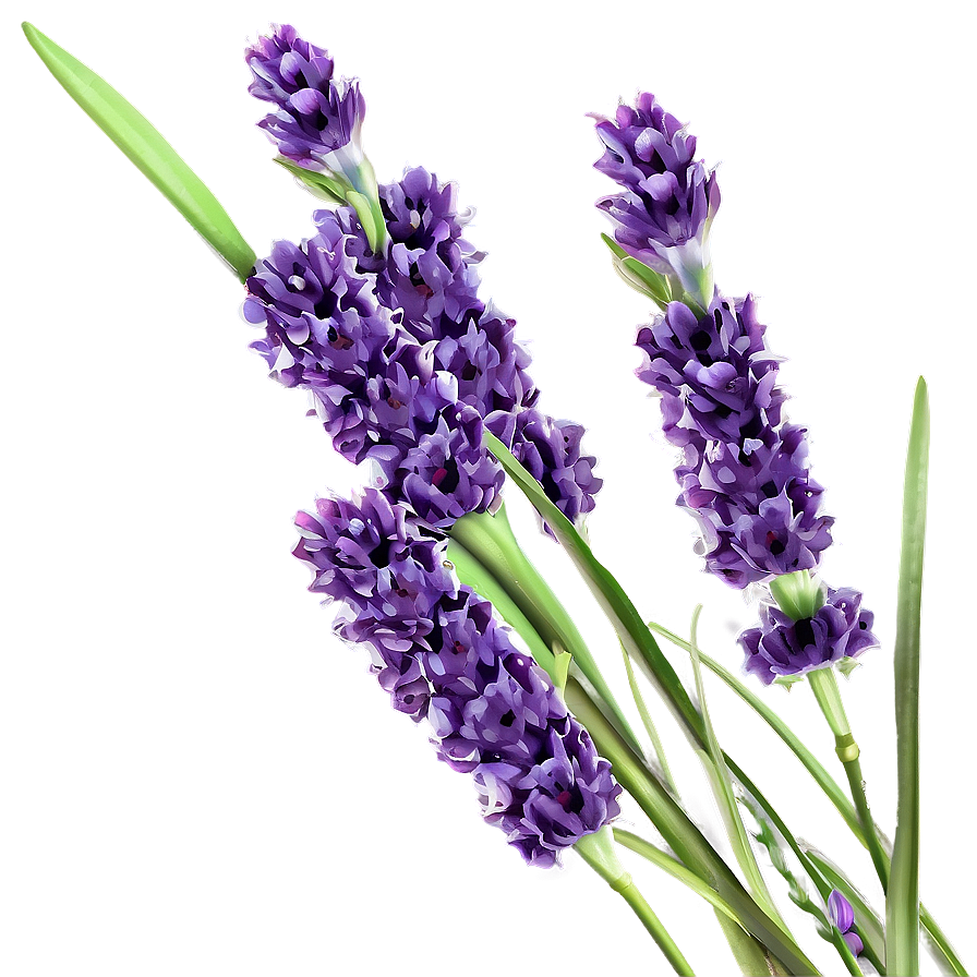 Lavender Fields Png Ybx64 PNG Image