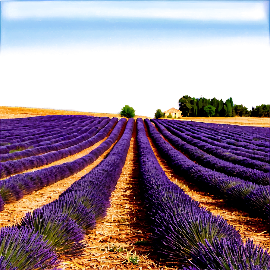 Lavender Fields Provence Png Xnp PNG Image