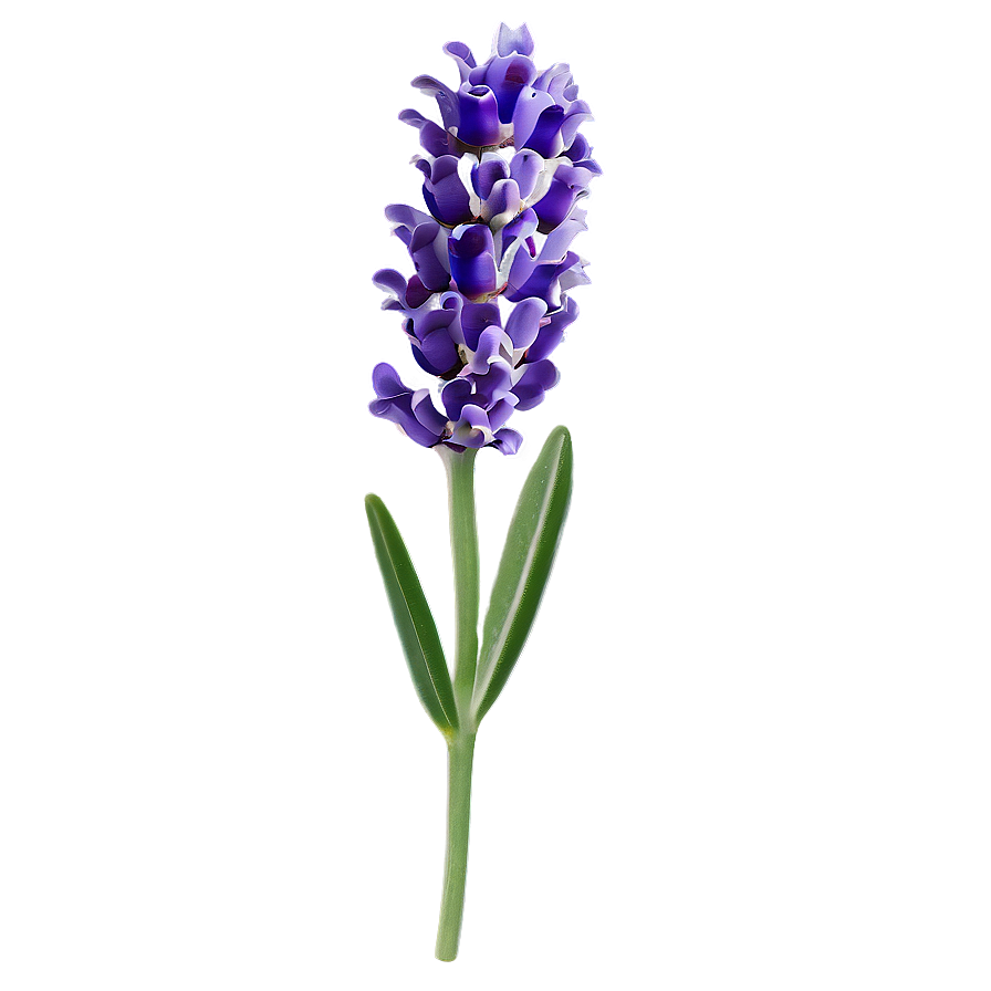 Lavender Flower A PNG Image