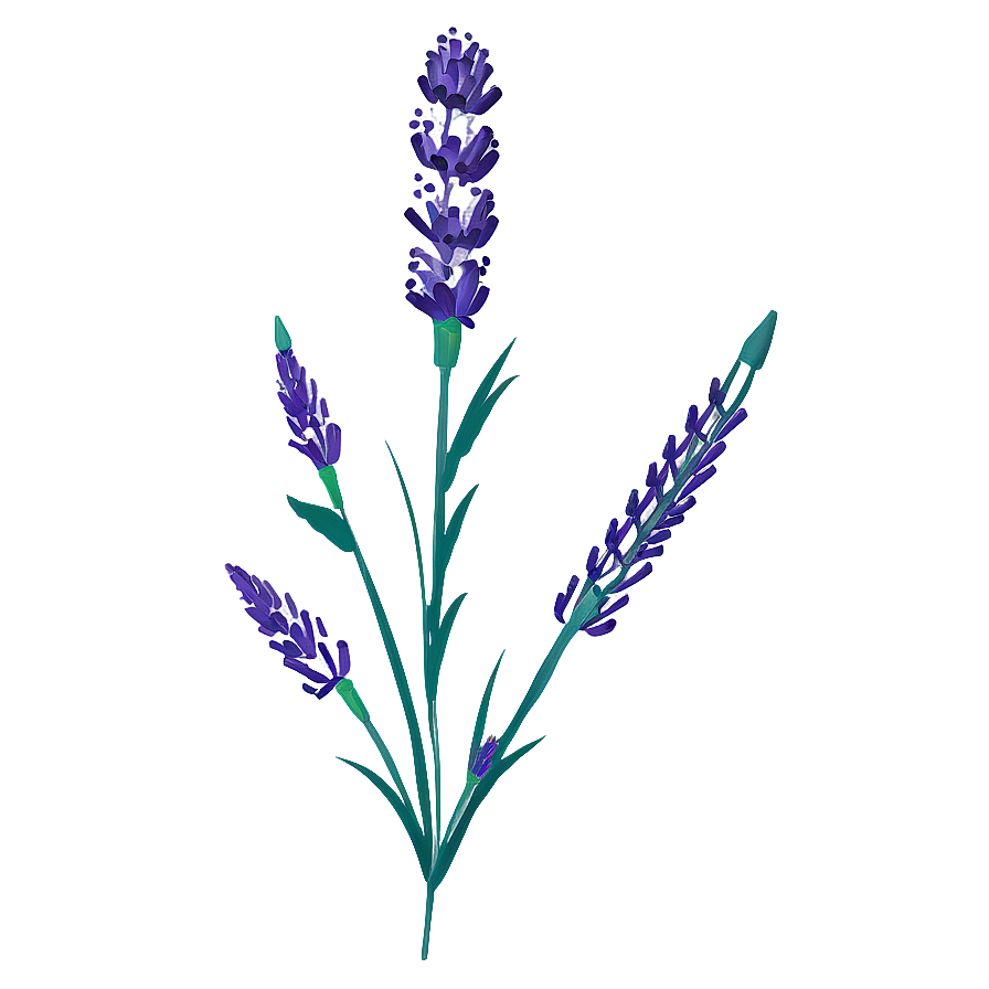 Lavender Flower Art Png 05252024 PNG Image