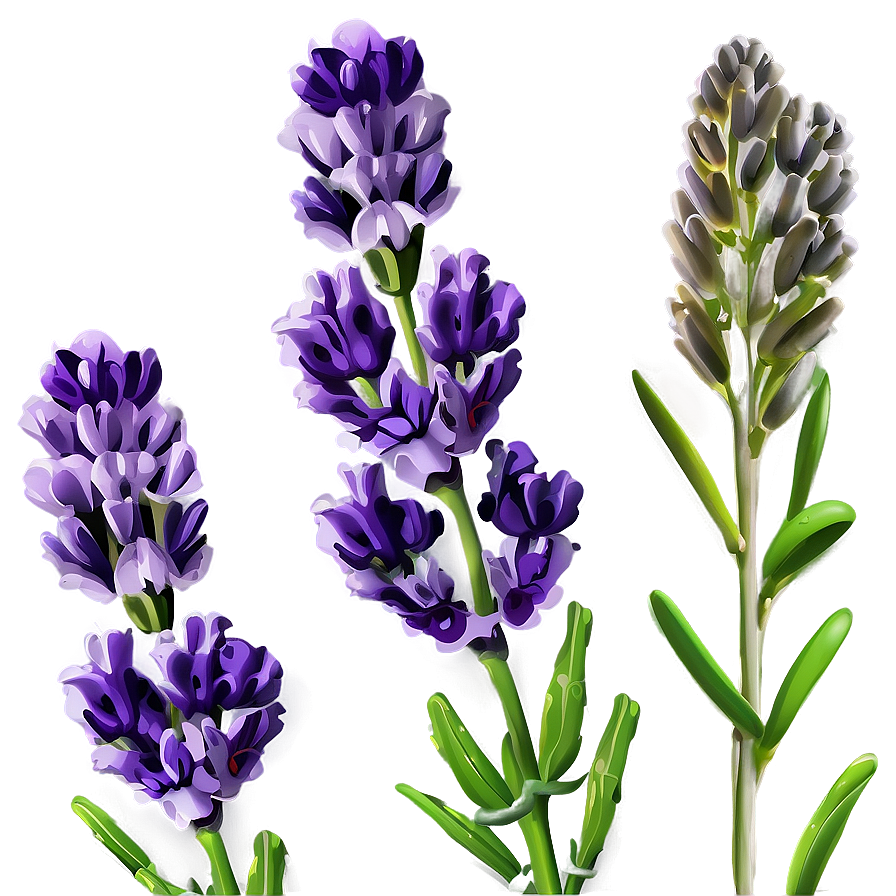 Lavender Flower Background Png 56 PNG Image