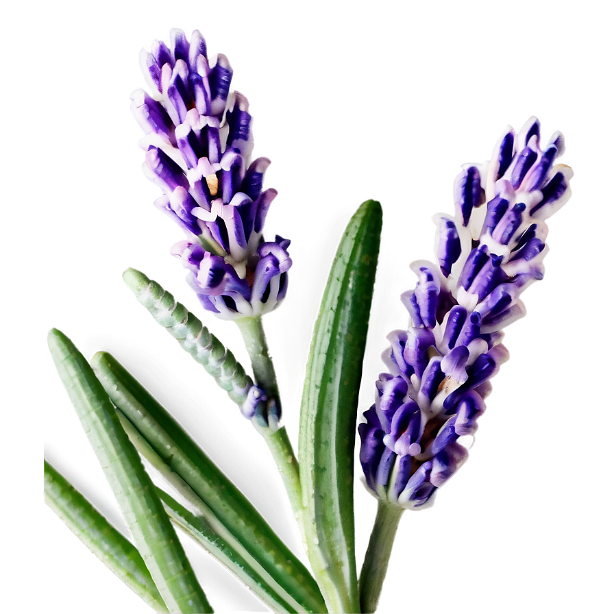 Lavender Flower Closeup Png 06132024 PNG Image