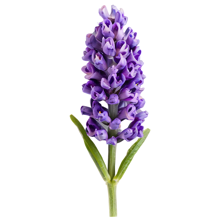 Lavender Flower Closeup Png 24 PNG Image