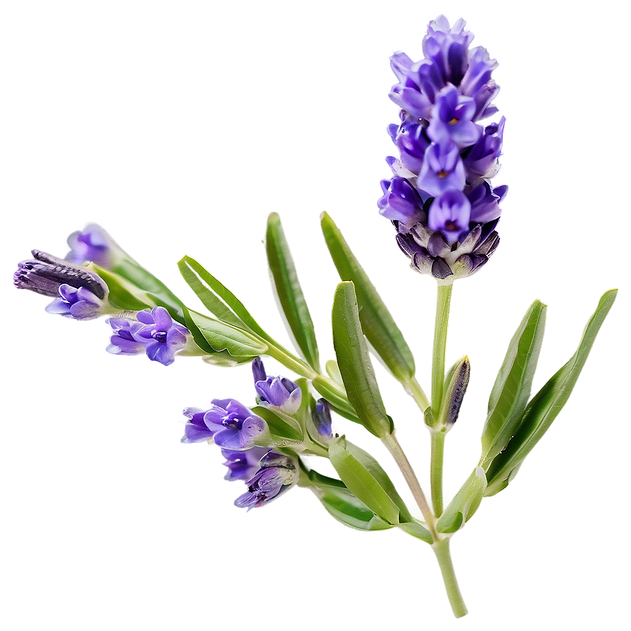 Lavender Flower Closeup Png Ddm PNG Image