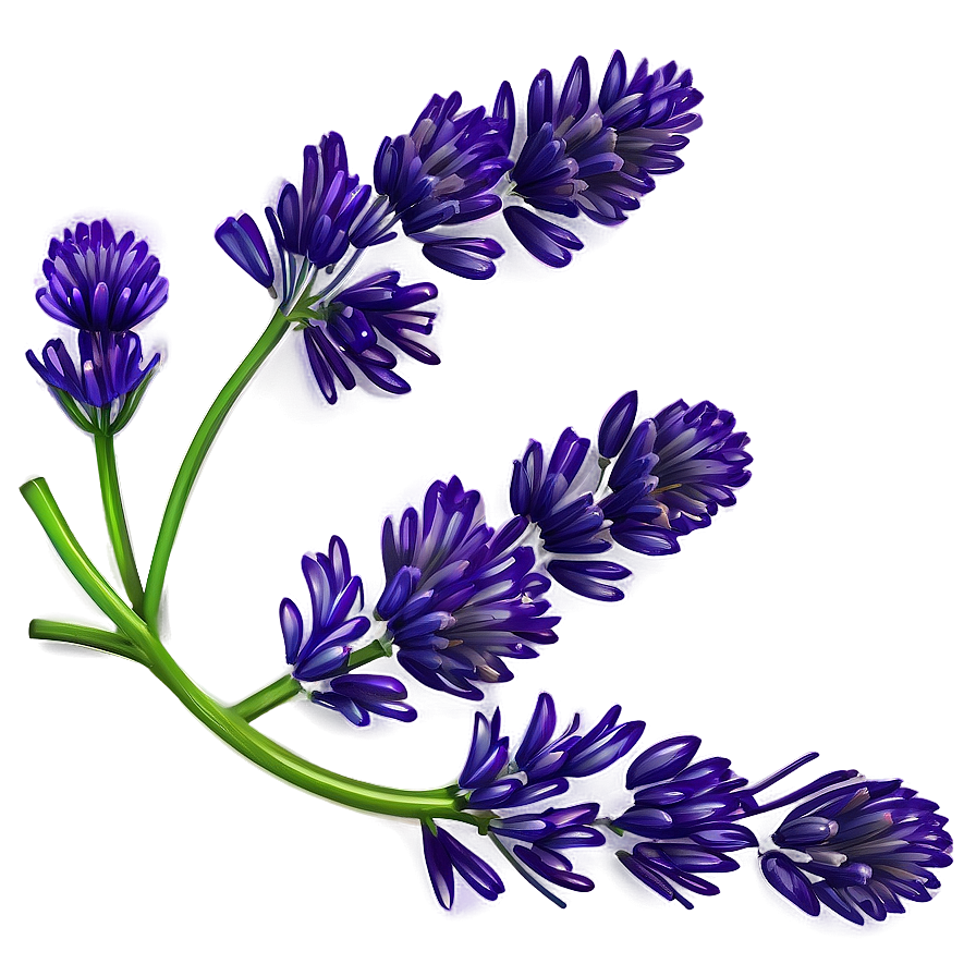 Lavender Flower Outline Png Lwv66 PNG Image