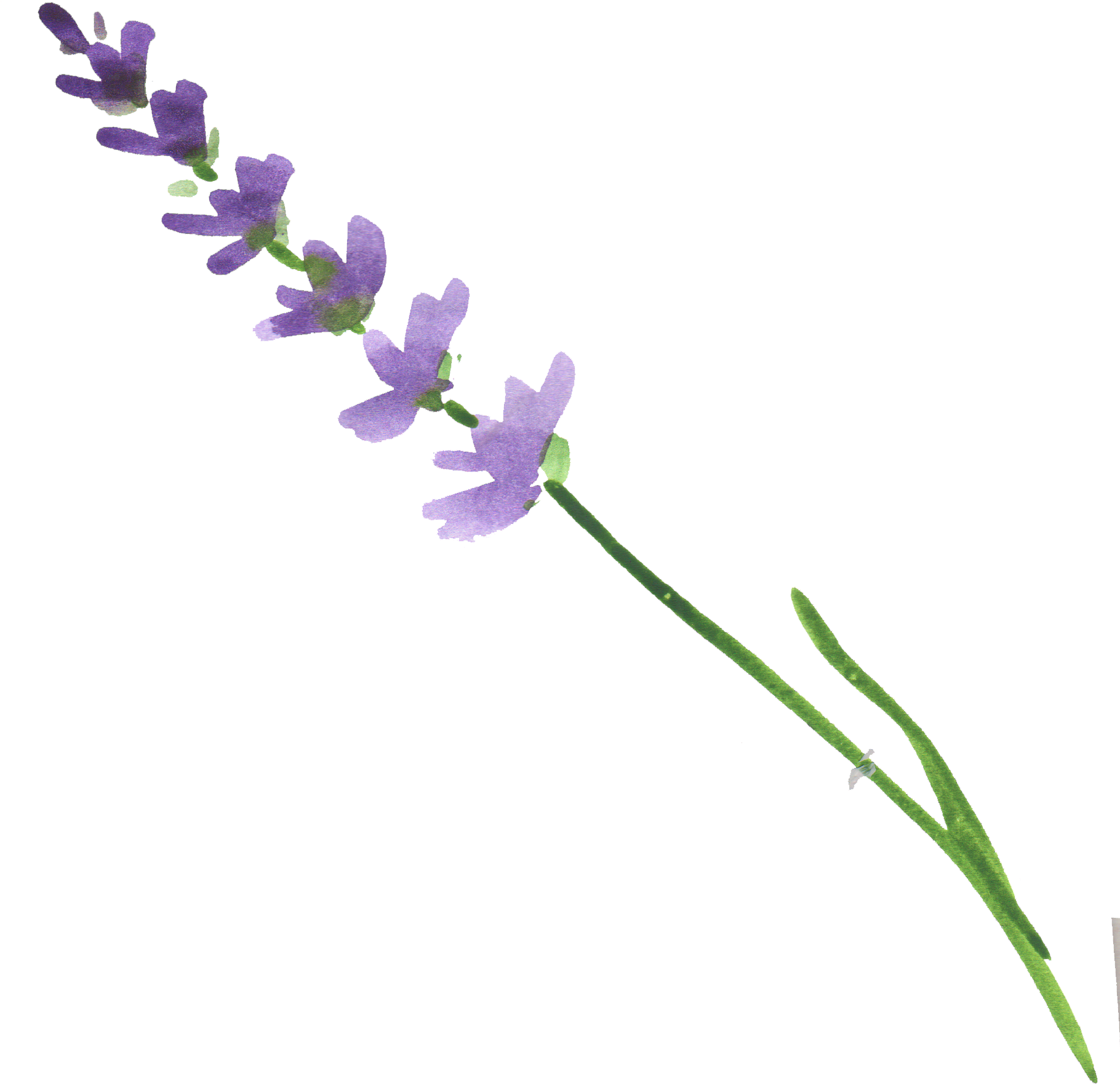 Lavender Flower Stem.png PNG Image