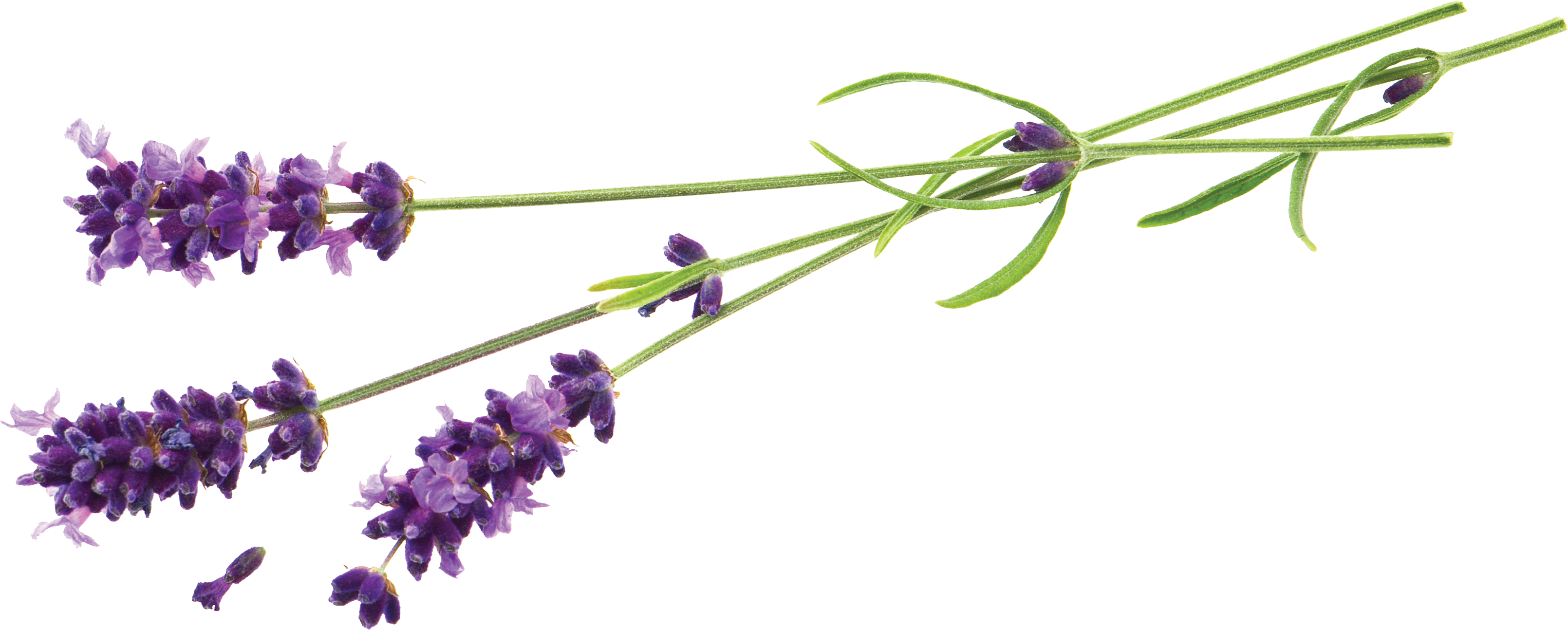 Lavender Flowers Transparent Background PNG Image