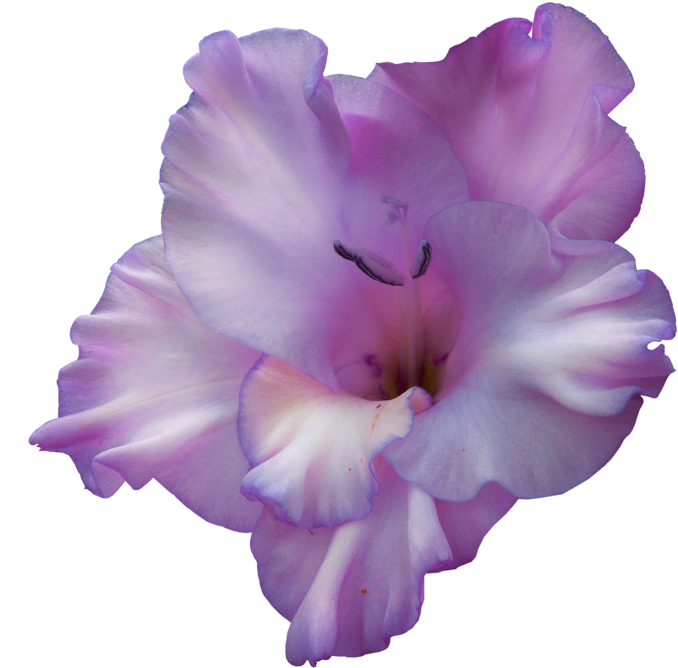 Lavender Gladiolus Bloom.png PNG Image