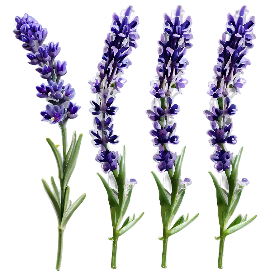 Lavender Herb Png 35 PNG Image