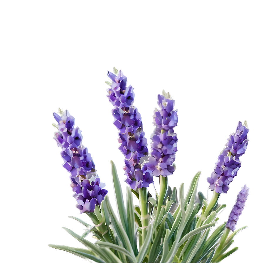 Lavender In Bloom Png 06132024 PNG Image