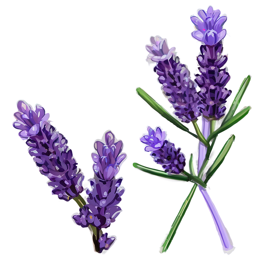 Lavender Plant In Bloom Png 7 PNG Image