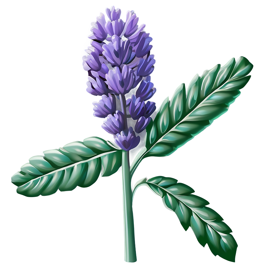 Lavender Plant In Bloom Png Ryp PNG Image