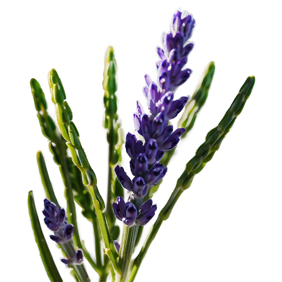 Lavender Plant Macro Shot Png 06282024 PNG Image