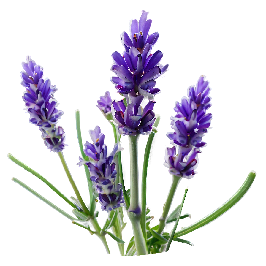 Lavender Plant Macro Shot Png 26 PNG Image