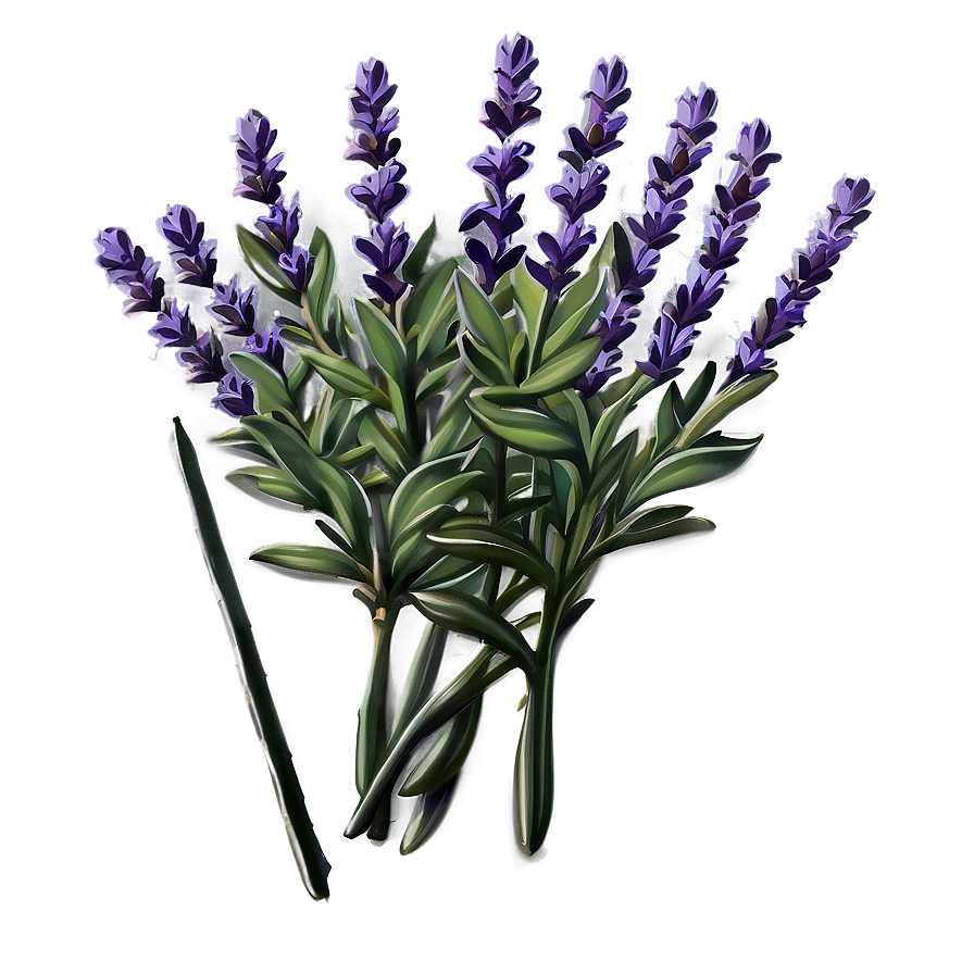 Lavender Plant Png 55 PNG Image