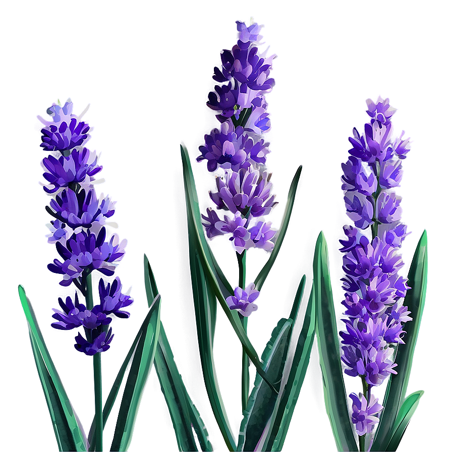 Lavender Plant Png Umv55 PNG Image