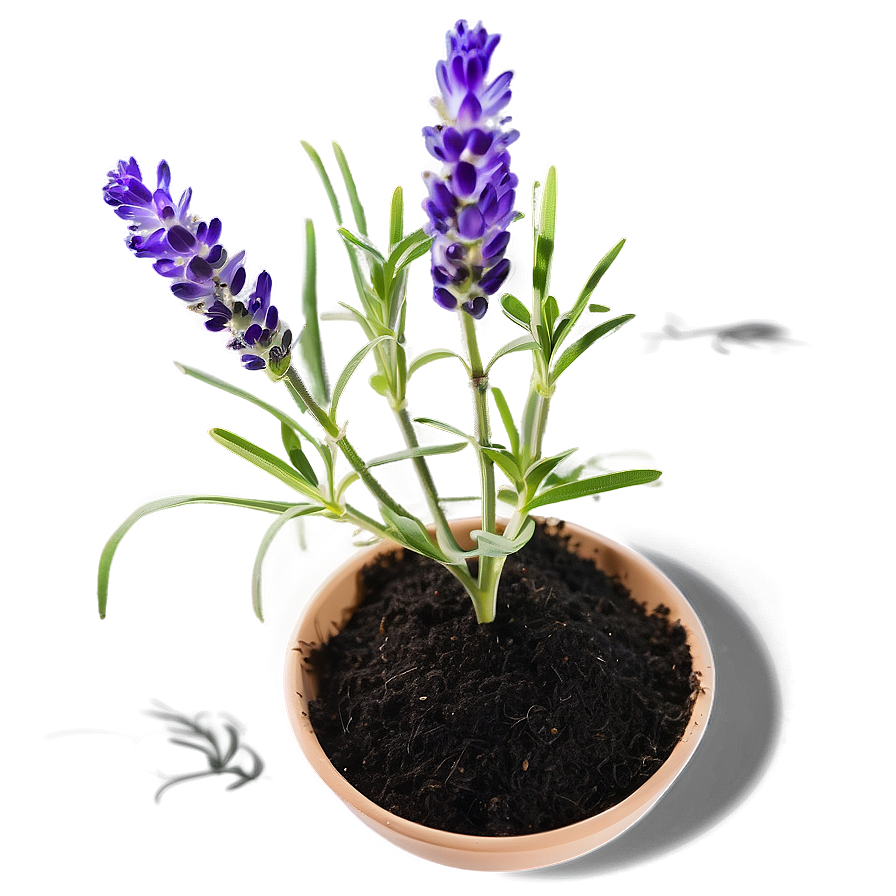 Lavender Plant Seedlings Png 06282024 PNG Image