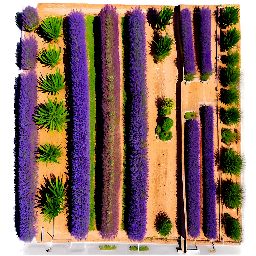 Lavender Plantation Aerial View Png Mqi16 PNG Image