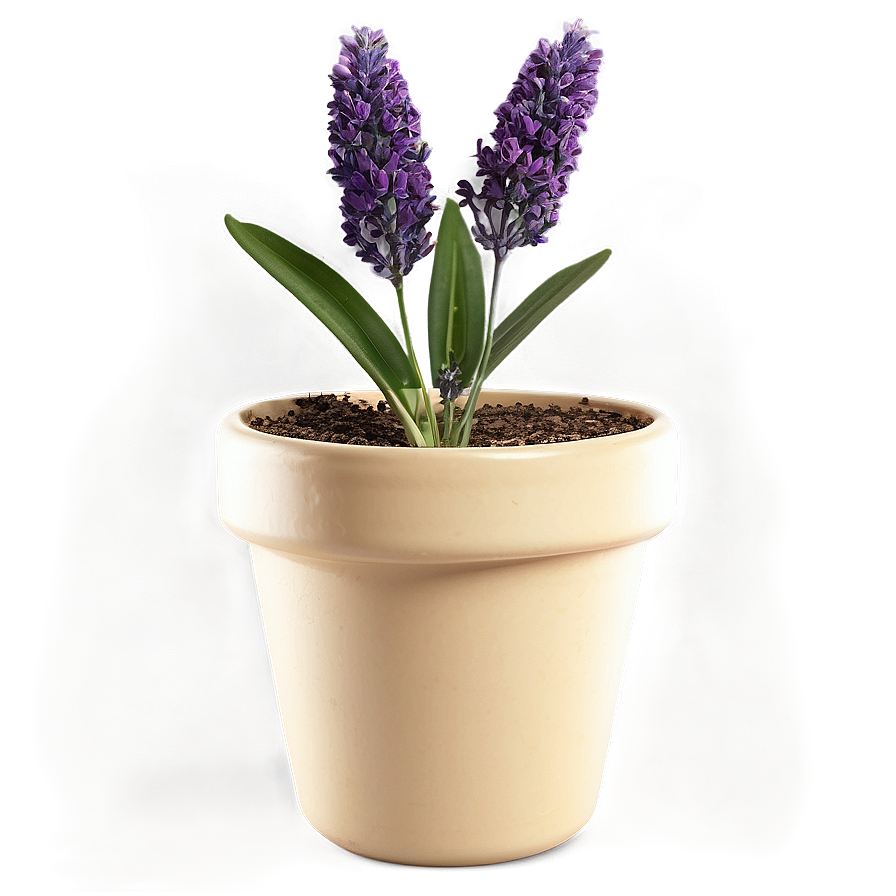 Lavender Pot Plant Png 66 PNG Image